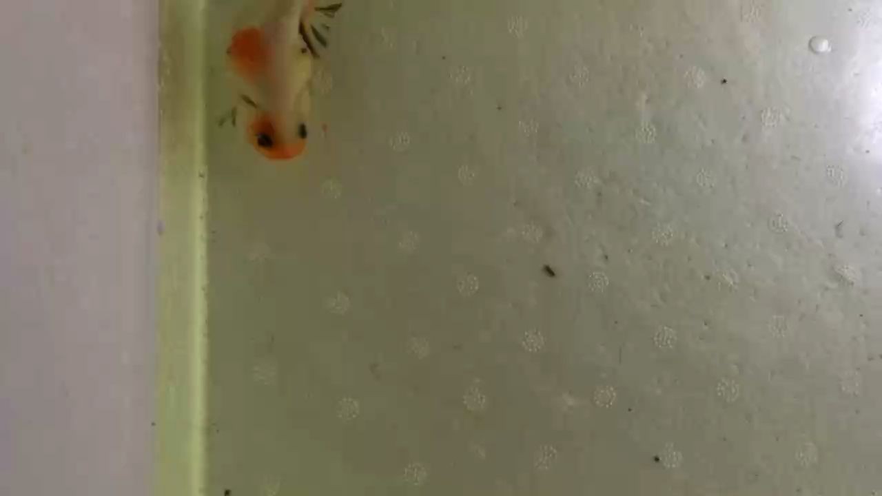 玻璃園魚缸價格：如何選擇合適的玻璃園魚缸