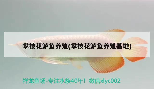 攀枝花鱸魚養殖(攀枝花鱸魚養殖)