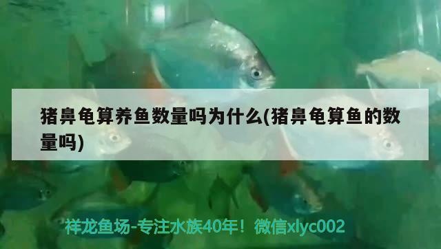 豬鼻龜算養(yǎng)魚(yú)數(shù)量嗎為什么(豬鼻龜算魚(yú)的數(shù)量嗎) 豬鼻龜算養(yǎng)魚(yú)數(shù)量嗎為什么(豬鼻龜算魚(yú)的數(shù)量嗎) 豬鼻龜百科