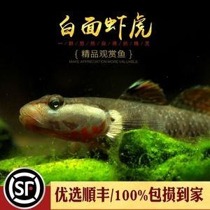 虎魚得了白毛病怎么治療好：虎魚得了白毛病怎么辦