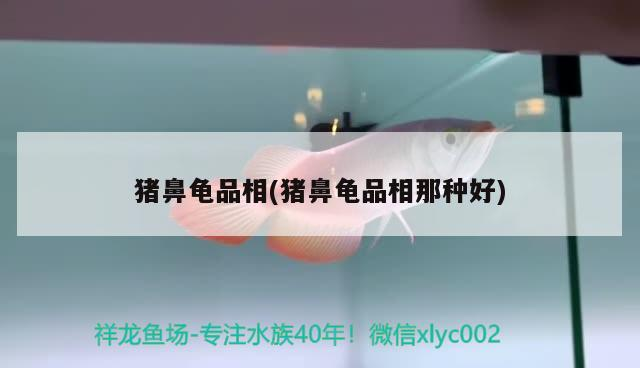豬鼻龜品相(豬鼻龜品相那種好)