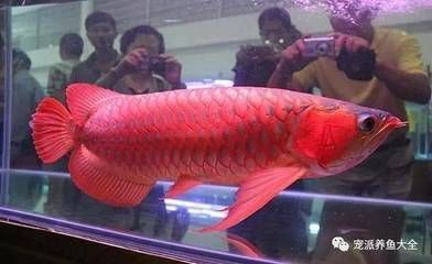 紅龍魚好養活嗎怎么養才好：如何給紅龍魚提供光照，紅龍魚換水頻率及注意事項