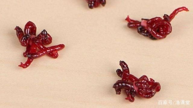 紅龍魚活餌保存方法：紅龍魚活餌的保存方法