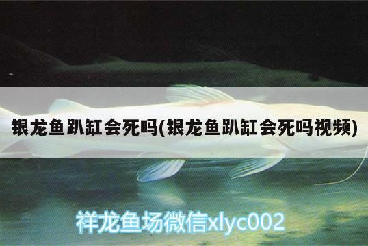 銀龍魚趴缸會死嗎(銀龍魚趴缸會死嗎視頻)