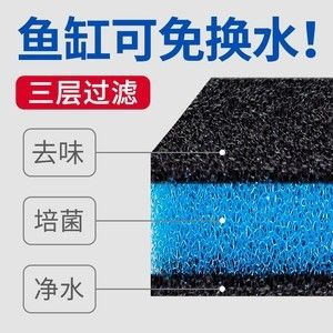 把濾材放進魚缸里面：如何正確放置魚缸濾材 把濾材放進魚缸里面：如何正確放置魚缸濾材 魚缸百科 第4張