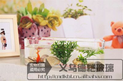 紅龍魚開燈時間：關于紅龍魚開燈時間的問題 紅龍魚開燈時間：關于紅龍魚開燈時間的問題 觀賞魚百科 第2張