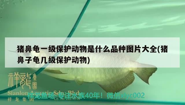 豬鼻龜一級保護動物是什么品種圖片大全(豬鼻子龜幾級保護動物)