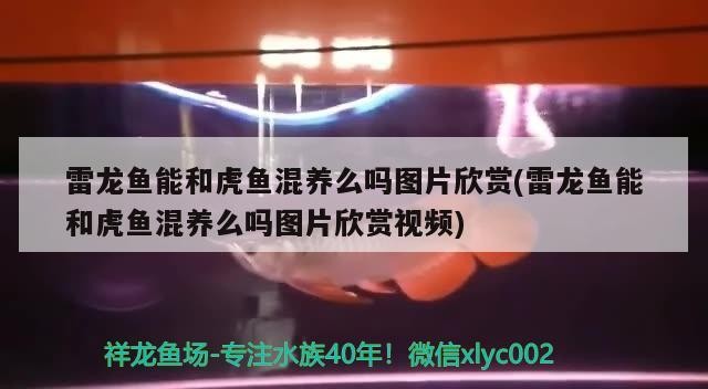 雷龍魚能和虎魚混養么嗎圖片欣賞(雷龍魚能和虎魚混養么嗎圖片欣賞視頻)