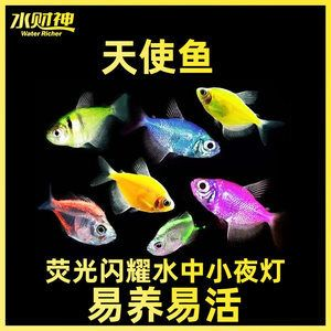 虎斑魚飼養(yǎng)技巧大揭秘虎斑魚飼養(yǎng)技巧大揭秘虎斑魚飼養(yǎng)技巧：虎斑魚的繁殖與育苗技術