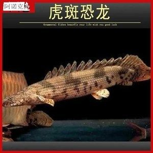 虎斑魚飼養(yǎng)技巧大揭秘虎斑魚飼養(yǎng)技巧大揭秘虎斑魚飼養(yǎng)技巧：虎斑魚的繁殖與育苗技術