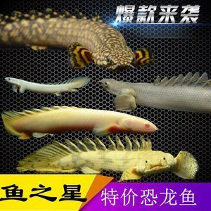 虎斑魚飼養(yǎng)技巧大揭秘虎斑魚飼養(yǎng)技巧大揭秘虎斑魚飼養(yǎng)技巧：虎斑魚的繁殖與育苗技術