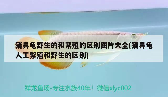 豬鼻龜野生的和繁殖的區(qū)別圖片大全(豬鼻龜人工繁殖和野生的區(qū)別)