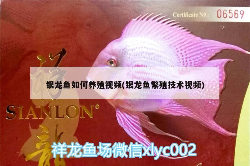 銀龍魚如何養殖視頻(銀龍魚繁殖技術視頻)