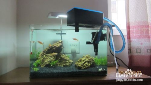萊蕪魚(yú)缸二手市場(chǎng)地址電話(huà)號(hào)碼查詢(xún)（萊蕪魚(yú)缸二手市場(chǎng)地址電話(huà)號(hào)碼查詢(xún)） 萊蕪魚(yú)缸二手市場(chǎng)地址電話(huà)號(hào)碼查詢(xún)（萊蕪魚(yú)缸二手市場(chǎng)地址電話(huà)號(hào)碼查詢(xún)） 觀賞魚(yú)百科