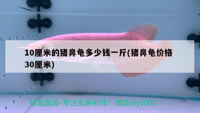 10厘米的豬鼻龜多少錢一斤(豬鼻龜價格30厘米)