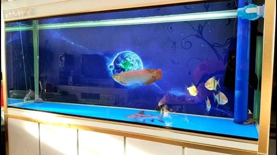 安陽魚缸清洗多少錢一個月（安陽魚缸清洗多少錢一個月啊）
