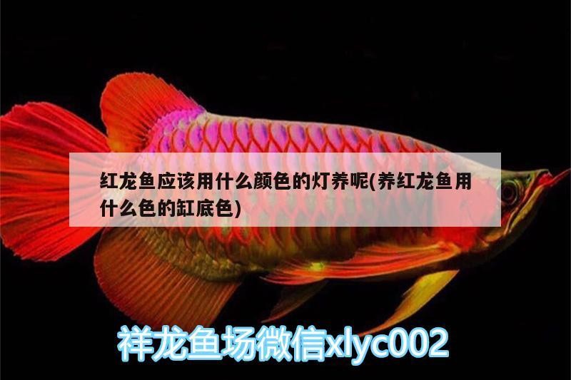 紅龍魚應該用什么顏色的燈養呢(養紅龍魚用什么色的缸底色)
