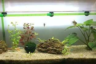 肚兜萍對(duì)魚缸的危害：肚兜萍對(duì)魚缸的影響