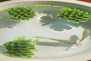 肚兜萍對(duì)魚缸的危害：肚兜萍對(duì)魚缸的影響