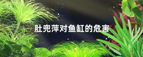 肚兜萍對(duì)魚缸的危害：肚兜萍對(duì)魚缸的影響