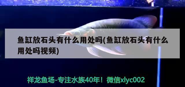 魚缸放石頭有什么用處嗎(魚缸放石頭有什么用處嗎視頻) 魚缸放石頭有什么用處嗎(魚缸放石頭有什么用處嗎視頻) 魟魚百科