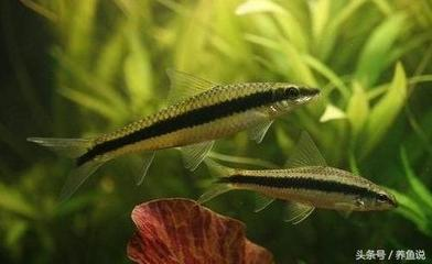 開(kāi)個(gè)觀賞魚店需要多少錢一個(gè)月（開(kāi)個(gè)觀賞魚店需要多少錢一個(gè)月呢） 開(kāi)個(gè)觀賞魚店需要多少錢一個(gè)月（開(kāi)個(gè)觀賞魚店需要多少錢一個(gè)月呢） 觀賞魚百科