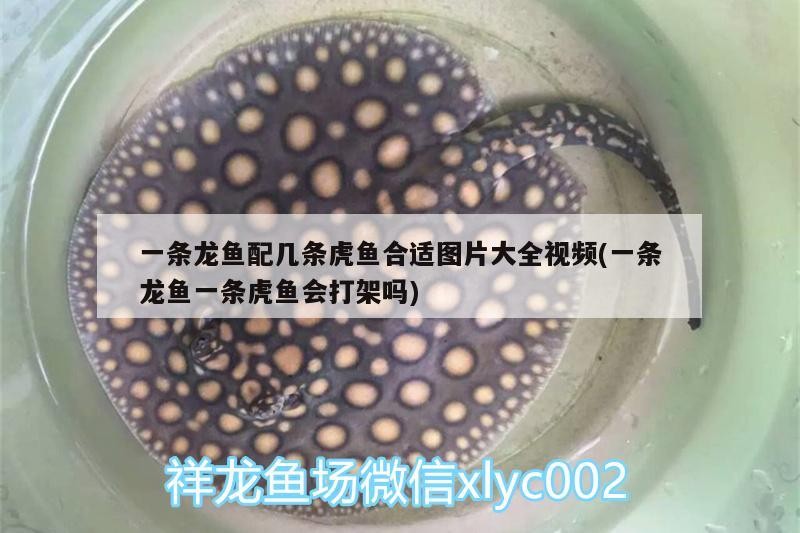 一條龍魚配幾條虎魚合適圖片大全視頻(一條龍魚一條虎魚會打架嗎)