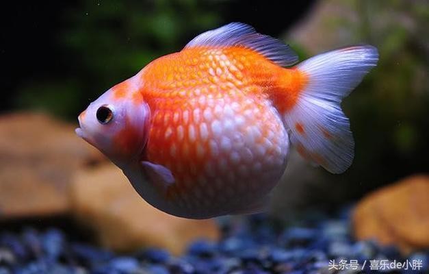 中國十大名貴金魚