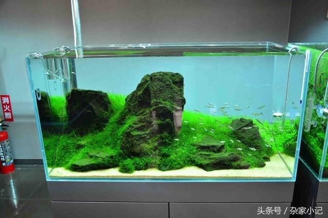 大型造景魚缸推薦品種：大型造景魚缸推薦品種介紹魚缸造景石頭的種類和用途