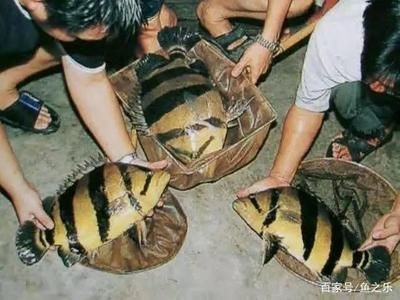 印尼虎魚暴斃事件真相：關于印尼虎魚暴斃的真相根據搜索結果