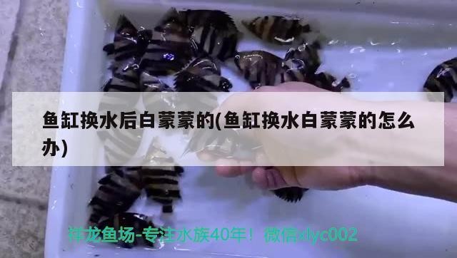 魚缸換水后白蒙蒙的(魚缸換水白蒙蒙的怎么辦)