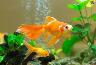 金魚大全100種