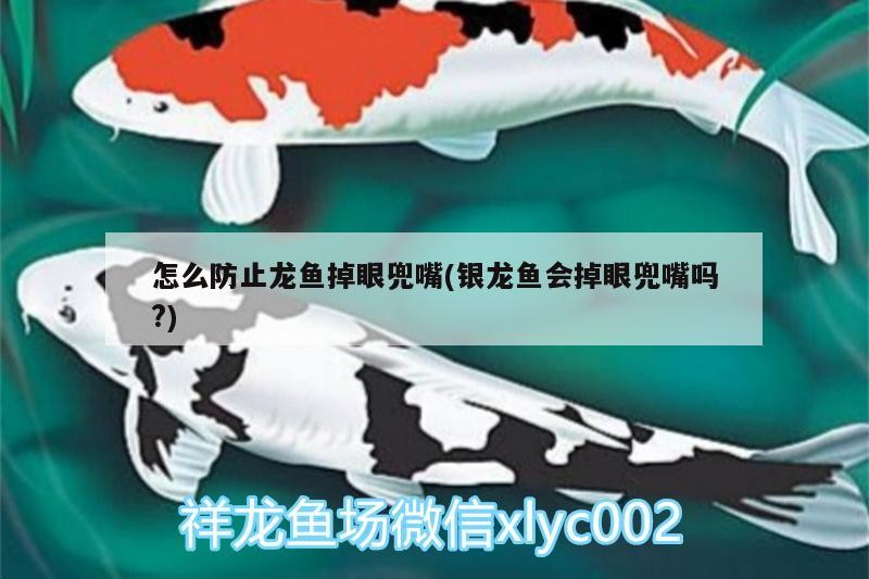 怎么防止龍魚掉眼兜嘴(銀龍魚會掉眼兜嘴嗎?) 怎么防止龍魚掉眼兜嘴(銀龍魚會掉眼兜嘴嗎?) 銀龍魚百科