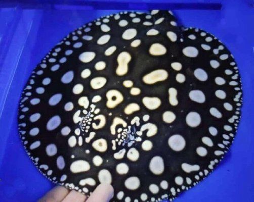 10大名貴淡水觀(guān)賞魚(yú)