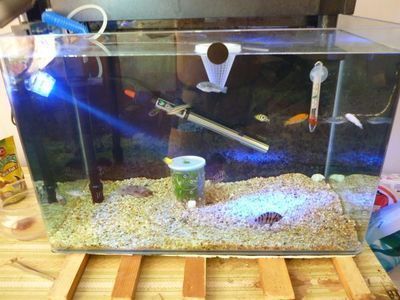 超市魚缸水渾濁原因和解決方案：如何保持魚缸水質穩定