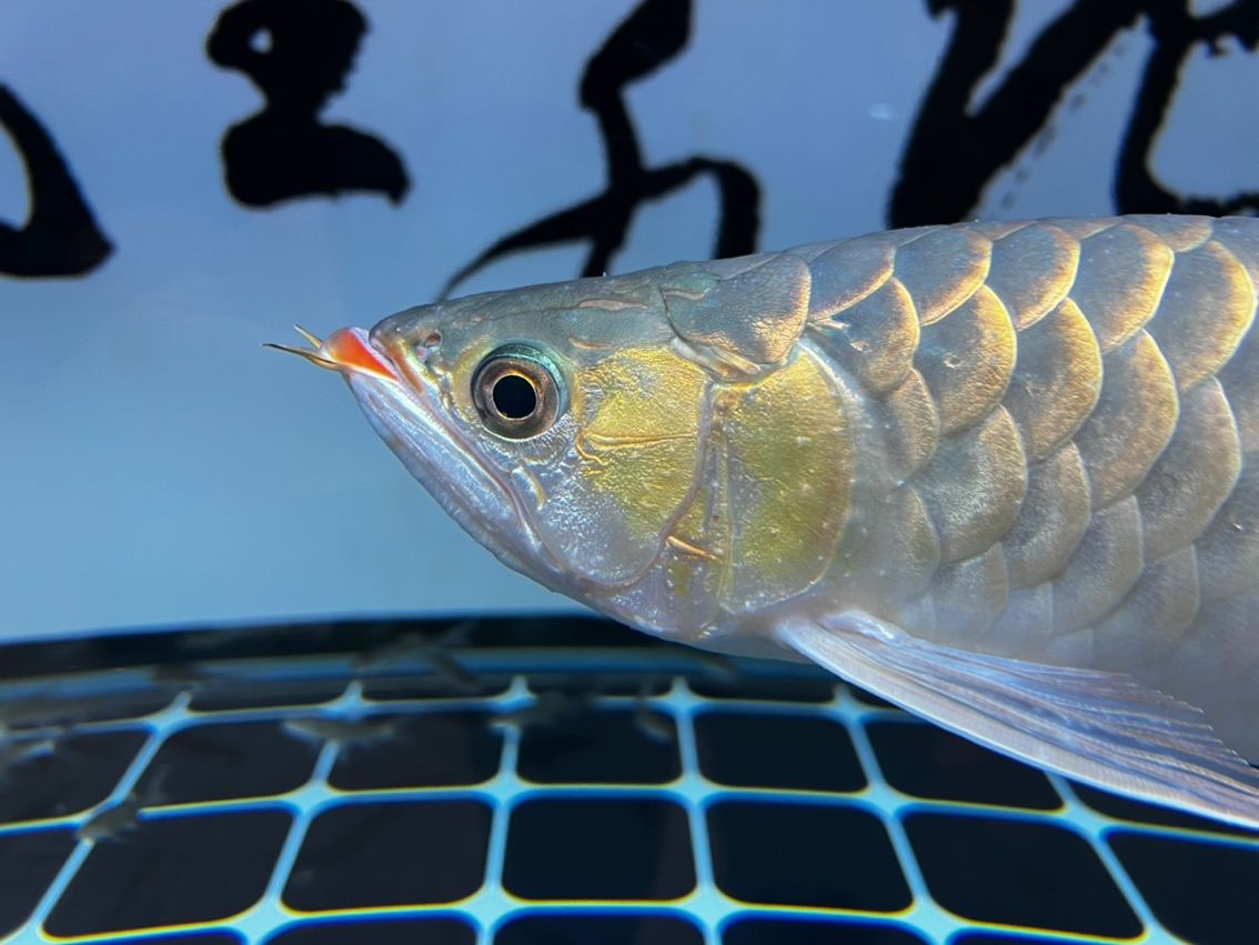 龍魚 請教貼 龍魚論壇 請教貼 請教貼 龍魚論壇