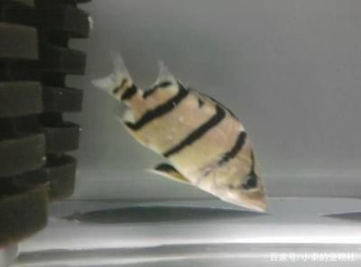 小虎魚長什么樣子：小虎魚長什么樣