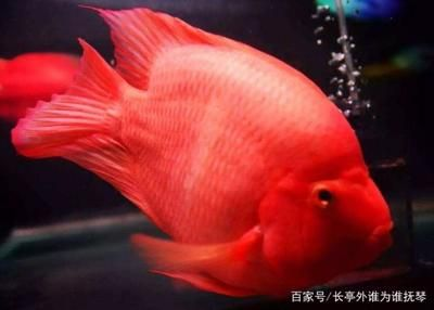 財(cái)神魚(yú)需要多大的魚(yú)缸
