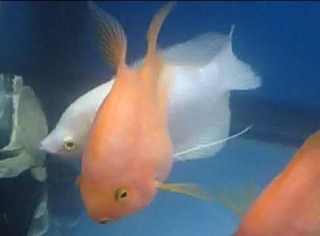 財(cái)神魚(yú)需要多大的魚(yú)缸