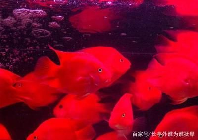 財(cái)神魚(yú)需要多大的魚(yú)缸