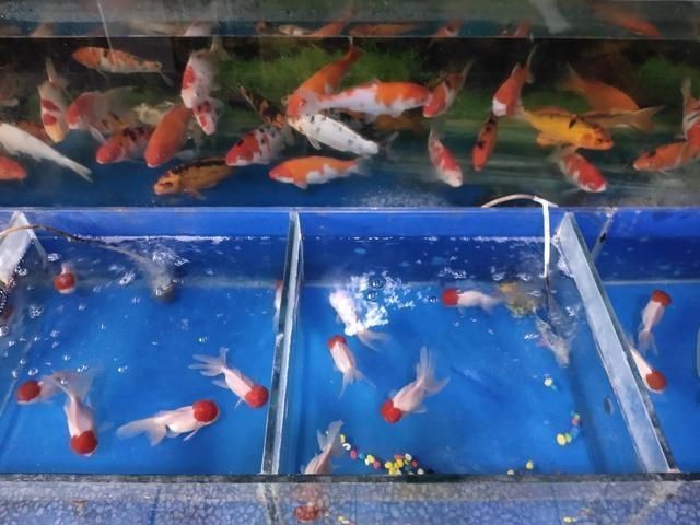 別人用過(guò)的舊魚缸可以用嗎：別人用過(guò)的舊魚缸是否可以用