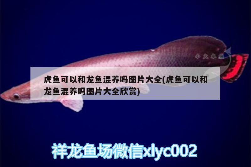 虎魚可以和龍魚混養(yǎng)嗎圖片大全(虎魚可以和龍魚混養(yǎng)嗎圖片大全欣賞) 虎魚可以和龍魚混養(yǎng)嗎圖片大全(虎魚可以和龍魚混養(yǎng)嗎圖片大全欣賞) 虎魚百科