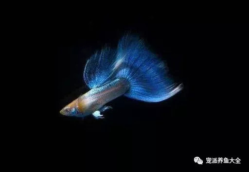 龍魚賽級什么意思