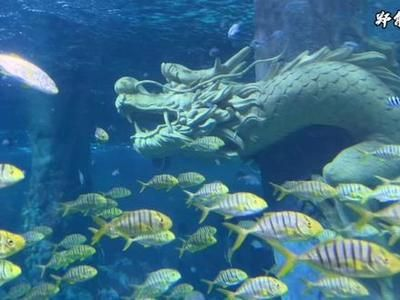 襄樊水族館vs祥龍魚場（探討襄樊水族館與祥龍魚場之間的差異之前需要明確兩者的基本信息）
