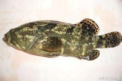 虎斑魚的飼養技術：美國虎斑魚的養殖技術