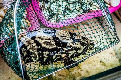虎斑魚的飼養技術：美國虎斑魚的養殖技術