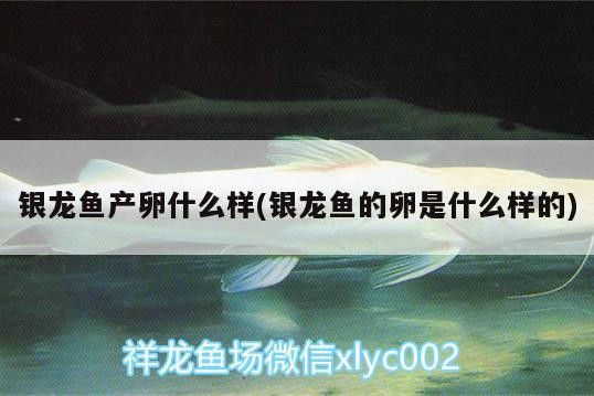 銀龍魚產卵什么樣(銀龍魚的卵是什么樣的) 銀龍魚產卵什么樣(銀龍魚的卵是什么樣的) 銀龍魚百科