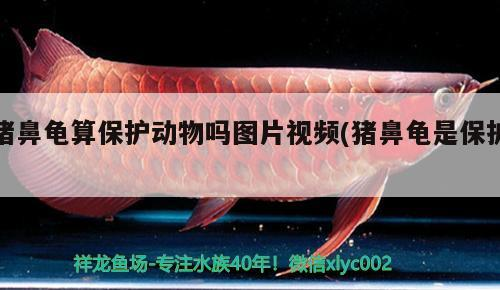 豬鼻龜算保護動物嗎圖片視頻(豬鼻龜是保護)