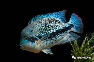 tianwang魚缸放水：天王魚缸放水前，有幾個重要的步驟需要注意