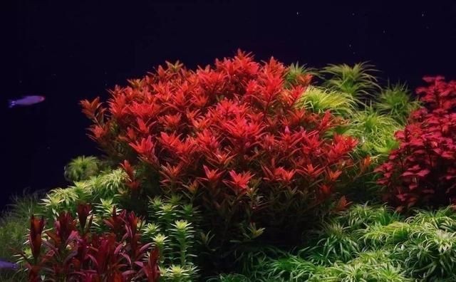 草可以放魚缸里嗎視頻：新買的水草可以放入魚缸嗎？
